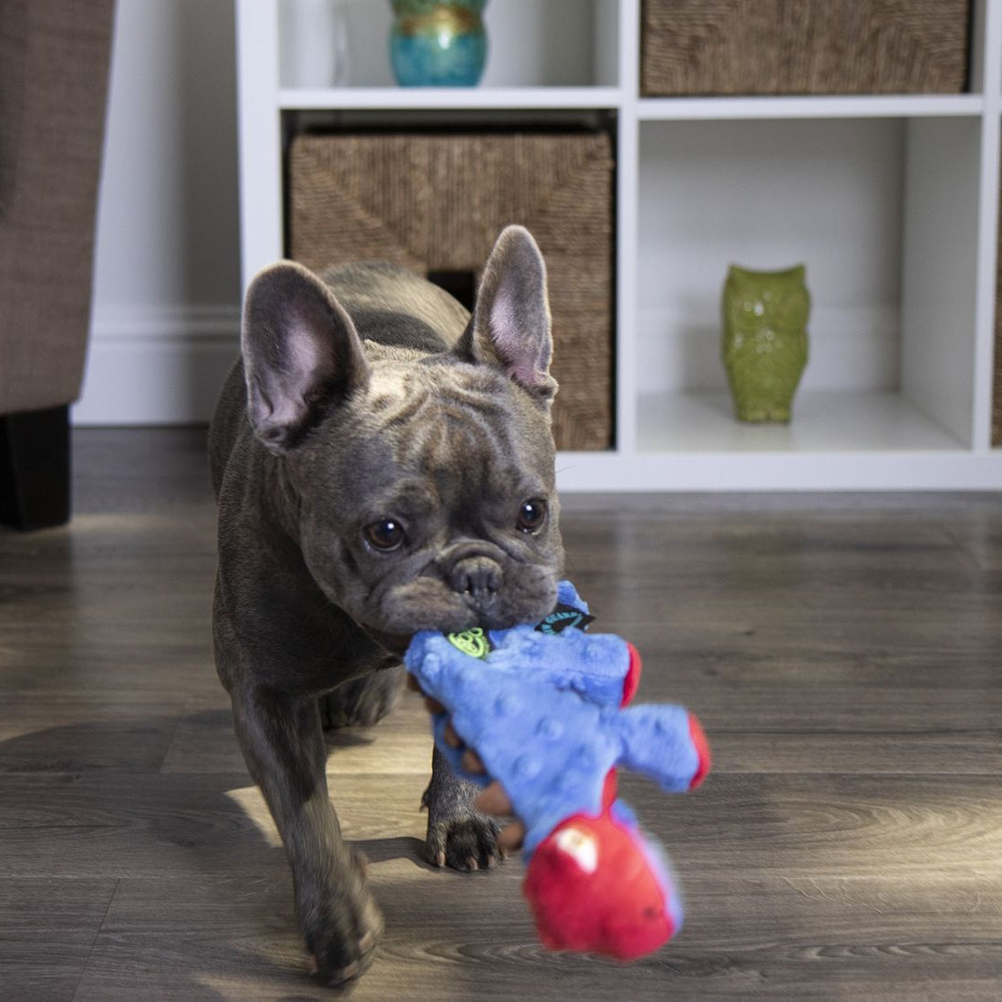 SmartPaw Mystery Box | Free Toys for a Years
