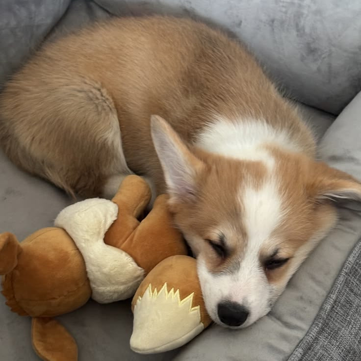 SmartPaw Mystery Box | Free Toys for a Years